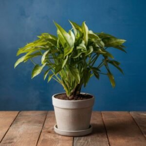 Lucky Bamboo