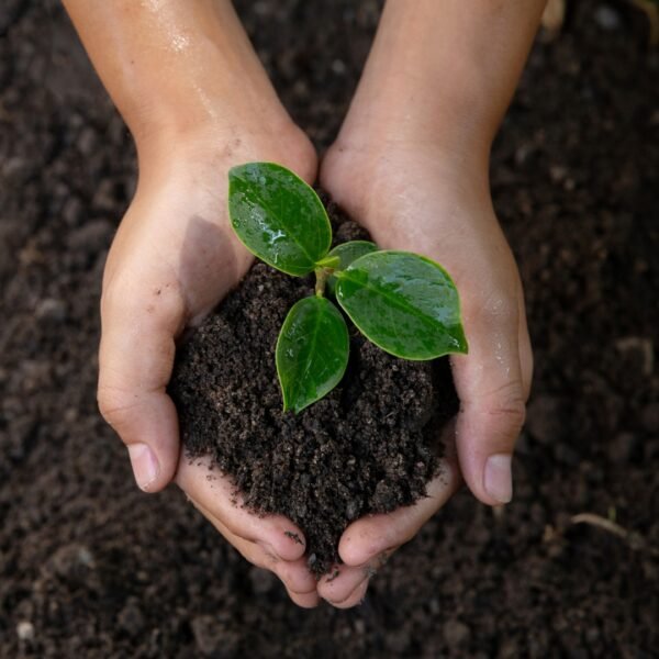Premium Garden Soil For Plants (Copy)